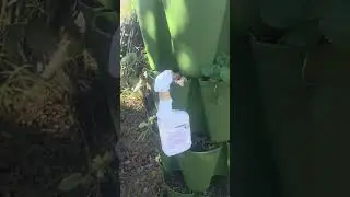 Houston winter garden record