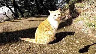 猫。ぬこ。ん？