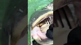 Nicht nur Karpfen stehen auf Commander Krill Boilies! 🤯 #blb #karpfenangeln #waller #wels #boilies