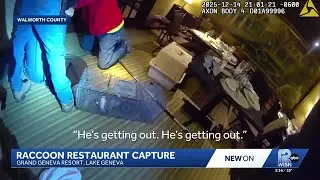 Raccoon falls from Wisconsin restaurant ceiling