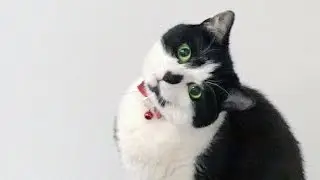 Cat Watching Me Eat