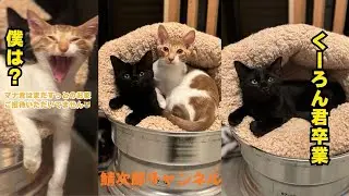 預かり子猫くーろん君トライアルに出発です