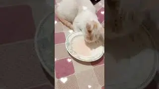 For cat's🐱Lovers❤#plz_subscribe_my_channel #cartoon #catoo#pets#kitten🐱#pk#uk#meow 😻#viralvideo#baby