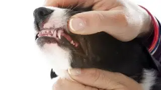 How to Help a Puppy Who's Teething | Puppy Care