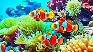 The Best 4K Aquarium - Explore the Stunning World of Sea Jellyfish and Beautiful Coral Reef Fish. #8