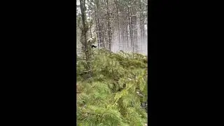 Pre-Commercial Thinning in 2021