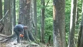В Румынии исчезают леса