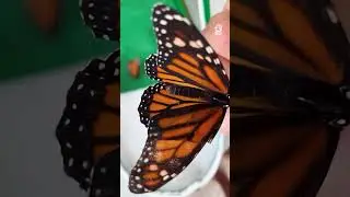 Папа спас жизнь крошечному существу 🦋