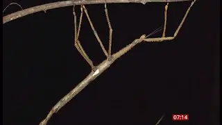 Largest stick insect and new discovery found in Australia (2) 1/Aug/2025