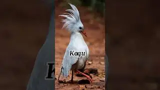 Top some rare birds in the bird||amazing facts#shorts#viral...