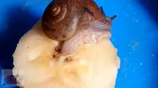 My Snail Pet enjoying his Banana