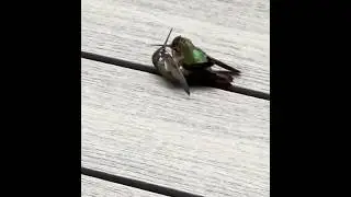 Mating Annas Hummingbirds 3 of 5 #hummingbird #matingseason