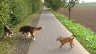 3hunde 2