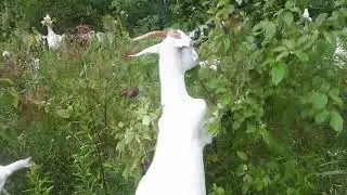 Munchkin Showing how to fall a tree - Target Grazing