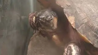 Barney the turtle likes Pluto tv