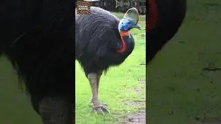 O CASUAR tem Garras Comparadas a ADAGAS / Extremamente AFIADAS /  Com Capacidade de FerimentosFATAIS