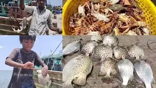 Tiny Fish to Giant Fish | fishing video | hand fishing |  smart boy catching  Sea coast fish by hand