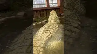 Mr. Bo Mangles Bellowing (Turn Volume up for best viewing)
