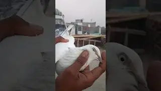 New pigeon video #sambhal #pigeon #tkkabutarbaz #shortvideos #shortvideos #trending #viralvideos #1m