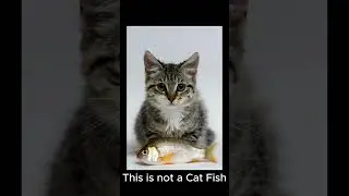 This Is Not A Cat Fish