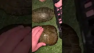 Speedy turtle race!