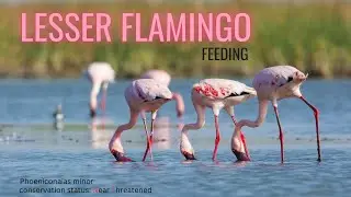 Lesser Flamingo | smallest flamingo || feeding