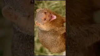 Mongoose sound