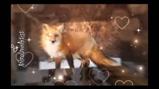 Fox Edit 🦊🧡 || #capcut#edit#capcuttemplate#fox#cute#animal#animals#idk#smallcreator#smallyoutuber