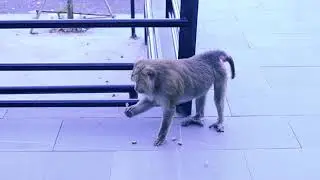 Monkey Walks Down the Mountain &mdash; A Day Out in the Park! 🐒🌳