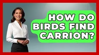 How Do Birds Find Carrion? - Bird Watching Diaries