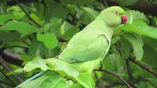 A Beautiful Parrot on Guava Tree