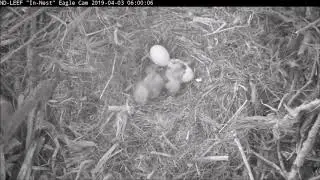 Watch Bald Eaglet #2 hatch 🐣