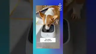 Clean water bowl  Dogs #dogtraining #karen #crazyencounter #petlife #viralvideo