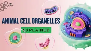 Animal Cell Organelles Explained: Structure & Function
