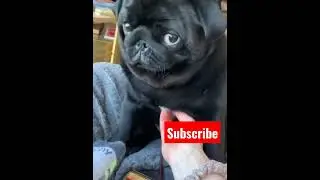 Black pug the rare breed #shorts #beadoglover #doglife #cutedogs #pug #doglover #trending #viral