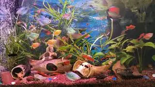 Релакс музыка для отдыха и медитации. Аквариум.Relax music for rest and meditation. Aquarium.