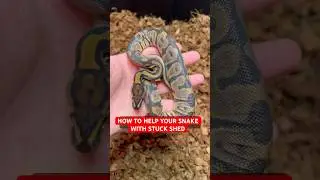 How to Help Your Ball Python With Stuck Shed in 30 Seconds🔥