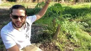 How to Revive Your Moringa Trees after a Frost
