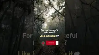 Gentle Rain Touching the Forest Floor