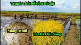 Quang Dũng ||Cháu Hướng Dẫn Và Giải Thích Rõ Ràng Cho Nên Mọi Người Nắm Bắt Rất Nhanh