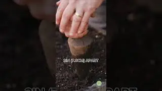 How to Grow SAFFRON