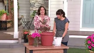 Cottage Farms 1-Piece Beverly Eleganza Rose Bareroot Plant on QVC