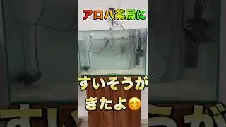 【カサゴしいく〜１日目】アロハ薬局にカサゴがきたよ！　#薬局 #カサゴ #アラカブ #アクアリウム #アロハ薬局