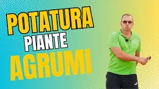Come si potano le piante di Limone ed Agrumi? - Savini Vivai