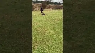 German Shepherd Training Obedience with Ball Reward West German Working Line German Shepherd