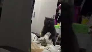 The most evil cat !! 🐈 🥶🥶🌚 #shorts #cat #kitten #evil #laugh