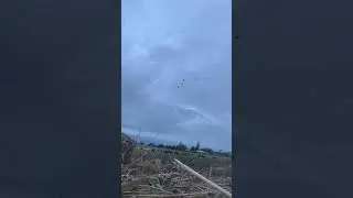Ducks down
