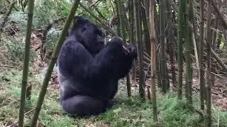 Trekking to observe Mountain Gorillas Mgahinga National Park Uganda, near Bwindi Impenetrable Forest