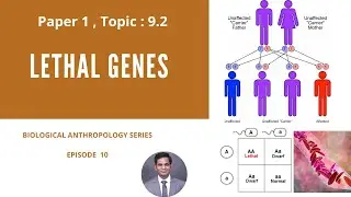 9.2. lethal genes - Biological Anthropology