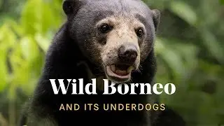WILDLIFE IN BORNEO: We met the SMALLEST BEAR in the world 🐻🌿